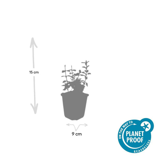 Kriechspindel – Euonymus fortunei 'Harlequin' – ↕10-25 cm – Ø9 cm – 6 Pflanzen – Bodendecker – Buntlaub – Sonne & Schatten – Pflegeleicht – Winterhart 