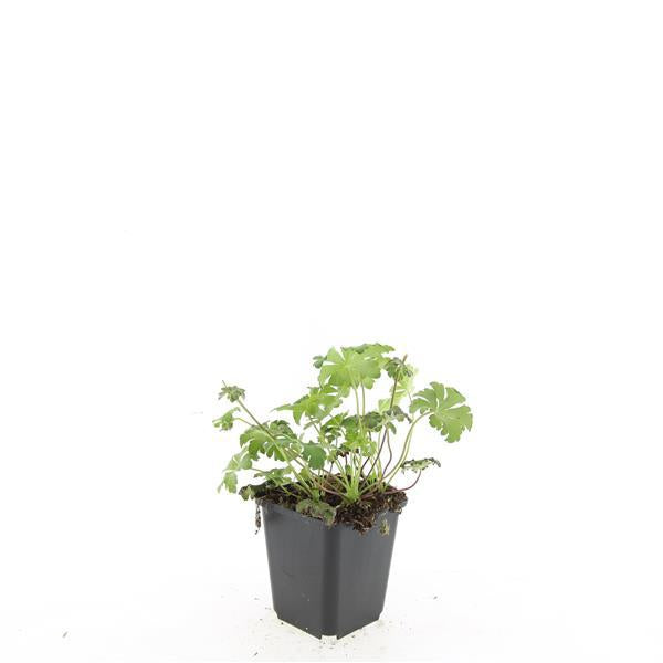 Geranium cantabrigiense 'Cambridge' – Bodendecker-Staude – 24 Pflanzen – Ø9cm – ↕10–25cm – Rosa Blüte – Bienenfreundlich & pflegeleicht 