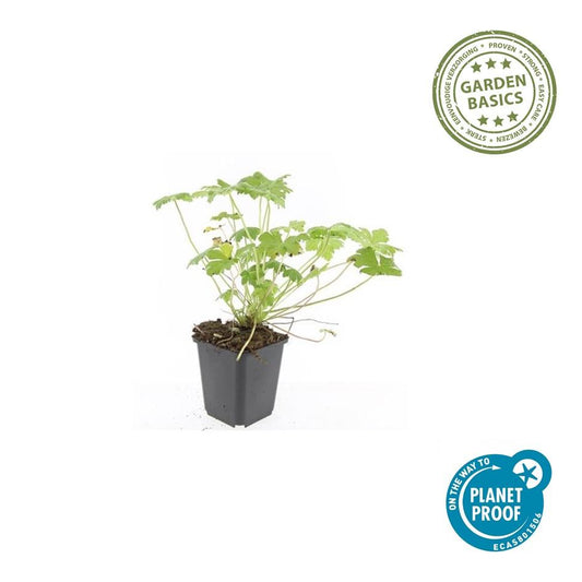 Blut-Storchschnabel Geranium 'Tiny Monster' – ↕10-25cm – Ø9cm – 6 Pflanzen – Kompakte, sommerblühende Staude für Beet, Kübel & Bodendecker – Pflegeleicht & robust 