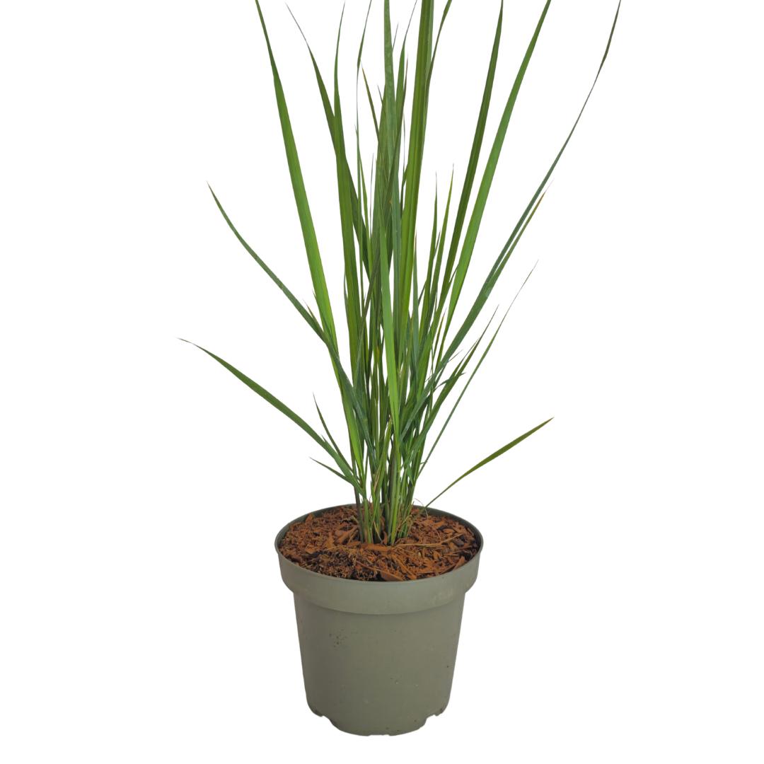 3x Rutenhirse Northwind Panicum virgatum Winterhartes aufrechtes Ziergras im 12cm Topf