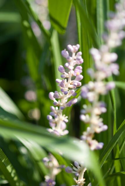 Glöckchentraube Liriope muscari 'Moneymaker' – ↕10-25cm – Ø9cm – 6 Pflanzen – Immergrün, Bodendecker, Violette Blüten, Pflegeleicht 