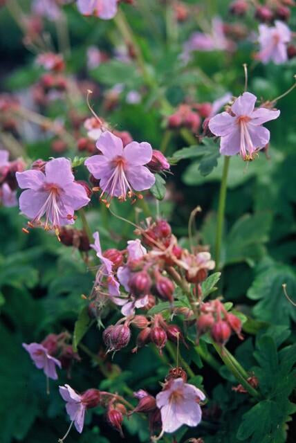 Balkan-Storchschnabel – Geranium macrorrhizum – 6 Pflanzen – Bodendecker – Winterhart – Duftende Blätter – Ø9cm ↕10-25cm 