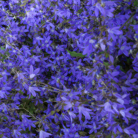 Campanula poscharskyana 'Stella' – Hängepolster-Glockenblume – Blaue Blüten – ↕10-25 cm – Ø9 cm – 6 Pflanzen – Überhängend & pflegeleicht – Für Beete, Mauern & Balkon 