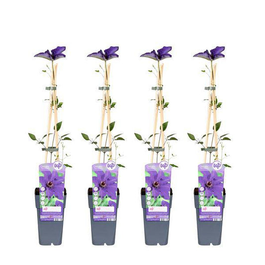 Waldrebe – Clematis 'The President' – 4 Pflanzen – Ø15cm – ↨65cm – Kletterpflanze mit violetten Blüten – ideal für Garten & Pergola 