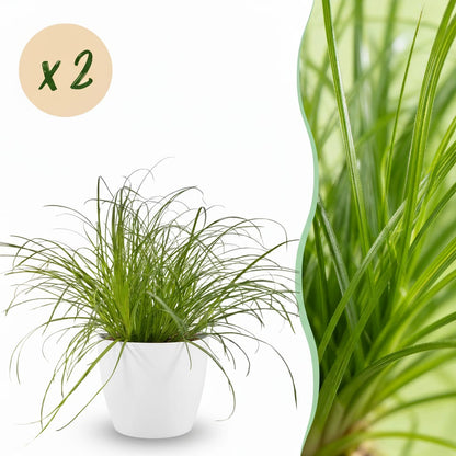 Green boutiQ - Zimmerpflanze - Cyperus alternifolius Zumula - Katzenpflanze - Haustierfreundliche Pflanze - Grün - 2 Pflanzen - mit Potter Weiß - Topf 12cm - Höhe 20cm 