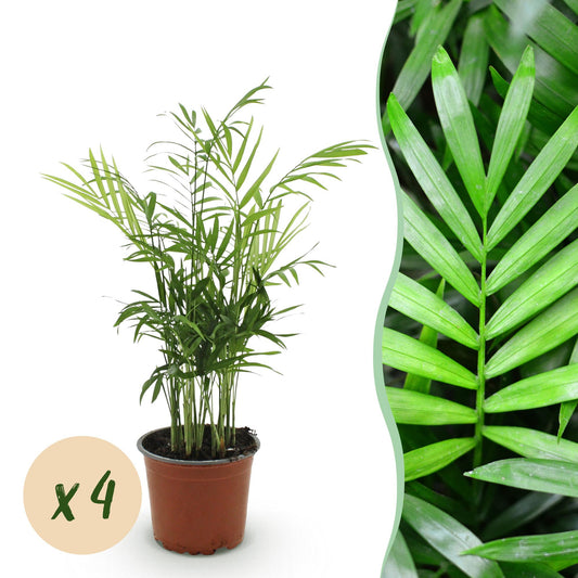 Green boutiQ - Zimmerpflanze - Chamaedorea elegans - Goldpalme - Haustierfreundlich - Grün - 4 Pflanzen - Topf 12cm - Höhe 35-40cm 