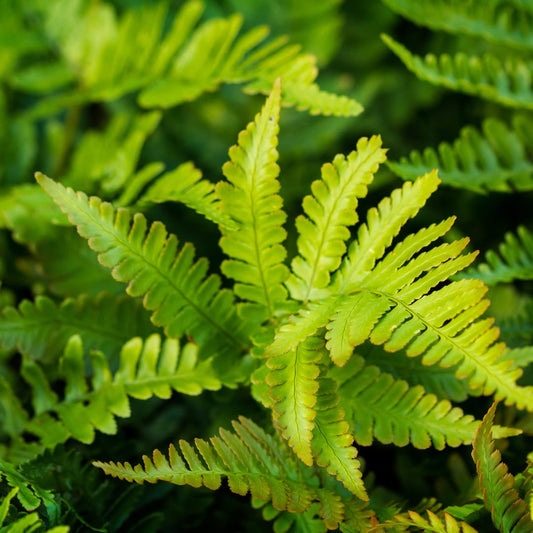 Polystichum setiferum Herrenhausen – 6 Pflanzen – Ø9cm – Höhe 10-25cm – Immergrüner Farn – Schattenpflanze für Beet & Gehölzunterpflanzung - Oasis of Life