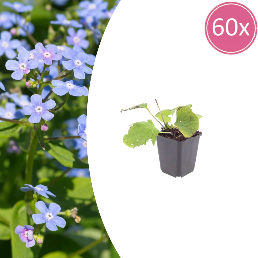 Kaukasisches Vergissmeinnicht Brunnera macrophylla – 60 Pflanzen – Schattenstaude & Bodendecker – 10-25cm – Ø9cm – Winterhart – Für Garten & Unterpflanzung - Oasis of Life