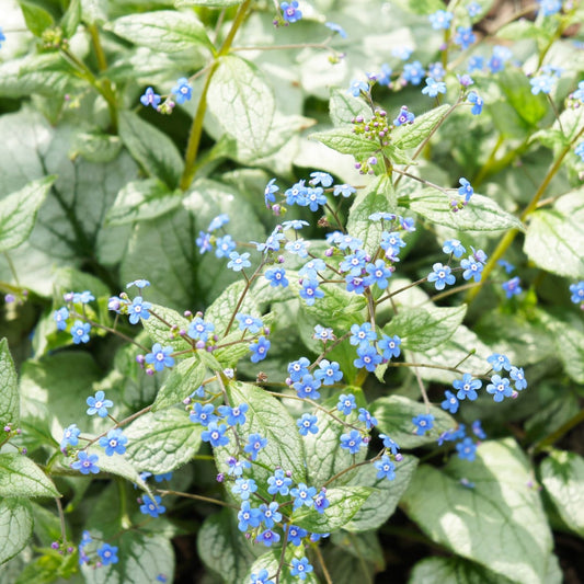 Brunnera macrophylla Jack Frost – 12 Pflanzen Kaukasusvergissmeinnicht – 10-25cm – Ø9cm – Winterharte Schattenstaude mit silbernem Zierlaub – Gartenpflanze im Topf - Oasis of Life