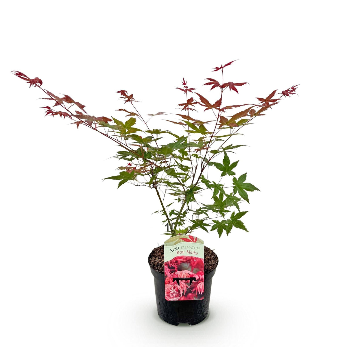 Japanischer Ahorn Acer palmatum Beni Maiko – Rote Balkonpflanze – Ø19cm – Höhe ca. 70cm – Kompakter Zierahorn für Beet & Terrasse 