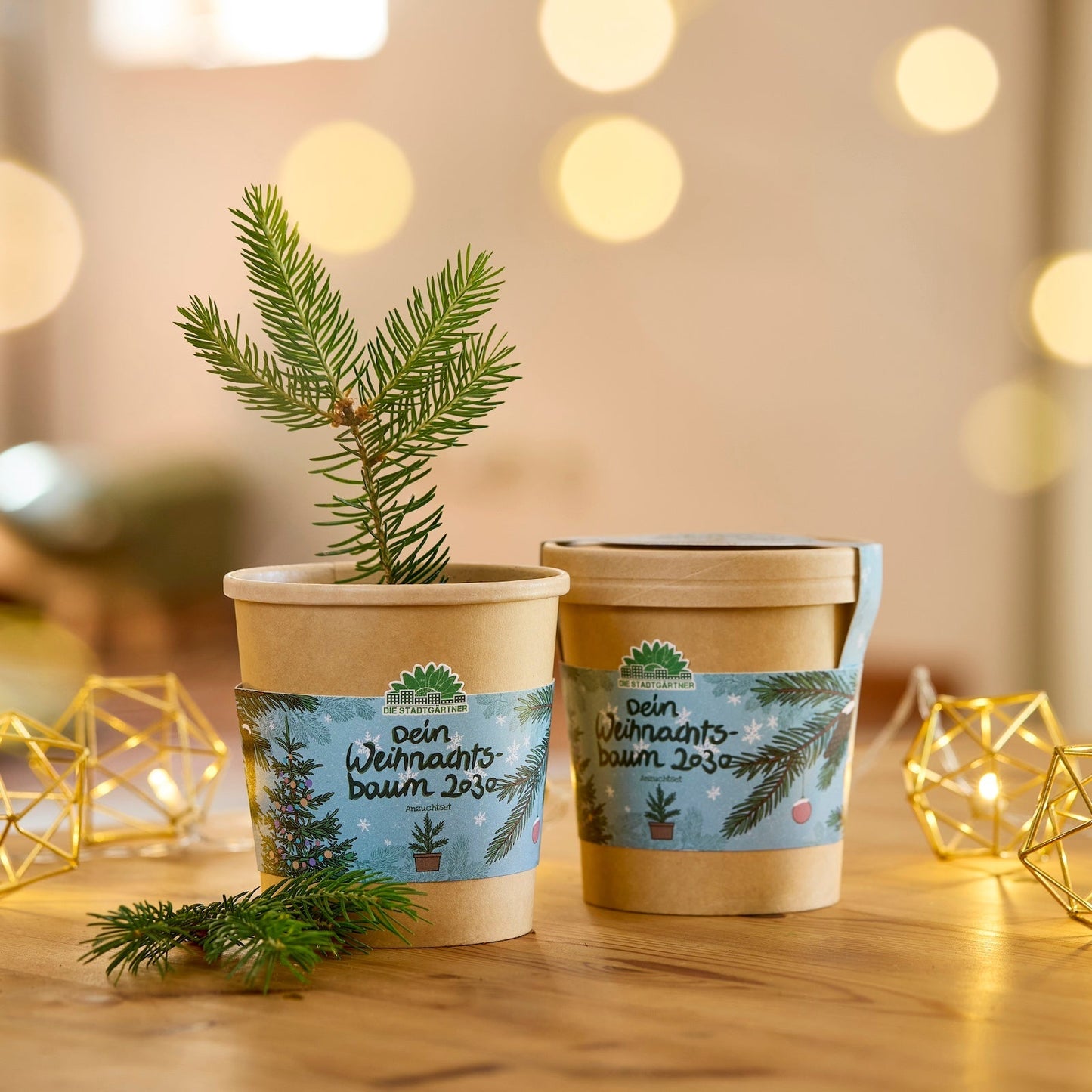 Festliches Anzucht-Set – 3 weihnachtliche Sorten 