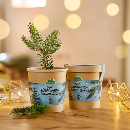 Festliches Anzucht-Set – 3 weihnachtliche Sorten 